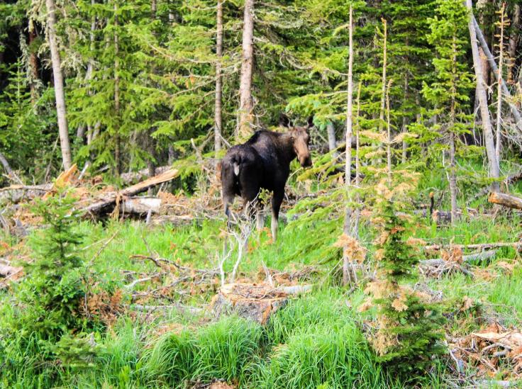 10524262_10152115097276734_1624060714742017216_o