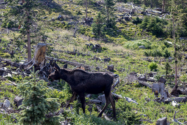 35703489265_3dc4604c79_z